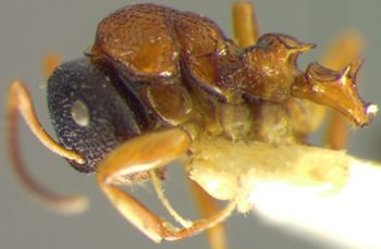 Media type: image; Entomology 23342   Aspect: habitus lateral view